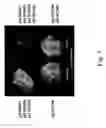 Fig. 06 - Plant virus-based inducible expression system