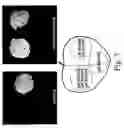 Fig. 11 - Plant virus-based inducible expression system