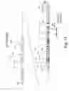Fig. 15 - Plant virus-based inducible expression system