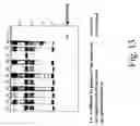 Fig. 17 - Plant virus-based inducible expression system