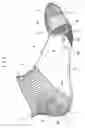 Fig. 04 - Socks