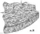 Fig. 04 - MULCH MAT WITH FERTILIZER AND REALISTIC APPEARANCE