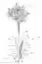 Fig. 07 - FLORAL DISPLAY DEVICE