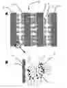 Fig. 01 - Sensor electrode and method for the electrochemical detection of nucleotides
