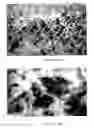 Fig. 16 - Carbon nanotube mediated membrane extraction