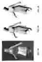 Fig. 15 - Systems, methods and devices for motion capture using video imaging