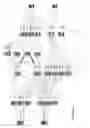 Fig. 06 - Method of animating a graphics character using fuzzy processing layers