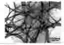 Fig. 01 - Method for Production of Carbon Nanotube and Method for Purification of the Same