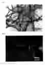 Fig. 03 - Method for Production of Carbon Nanotube and Method for Purification of the Same