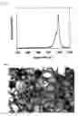 Fig. 04 - Method for Production of Carbon Nanotube and Method for Purification of the Same