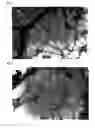 Fig. 05 - Method for Production of Carbon Nanotube and Method for Purification of the Same