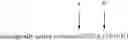 Fig. 20 - PEG LINKER COMPOUNDS AND BIOLOGICALLY ACTIVE CONJUGATES THEREOF