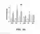 Fig. 07 - Method to modulate hematopoietic stem cell growth