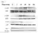 Fig. 08 - METHODS FOR ENHANCING INNATE AND ADAPTIVE IMMUNITY AND ANTIGEN IMMUNOGENICITY