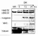 Fig. 01 - Regenerating and enhancing development of muscle tissue
