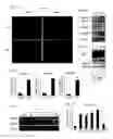 Fig. 04 - Regenerating and enhancing development of muscle tissue