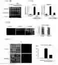 Fig. 05 - Regenerating and enhancing development of muscle tissue