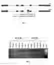 Fig. 02 - Methods of Treating Degenerative Disorders With Rac 1B Inhibitor