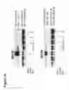 Fig. 04 - IL-8 as a biomarker for sunitinib resistance