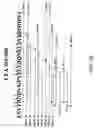 Fig. 35 - EPITOPE SEQUENCES