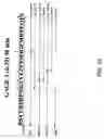 Fig. 43 - EPITOPE SEQUENCES