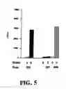 Fig. 07 - NON-TOXIC MUTANTS OF PATHOGENIC GRAM-NEGATIVE BACTERIA