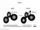 Fig. 02 - METHODS AND COMPOSITIONS FOR IMMUNIZING AGAINST PSEUDOMONAS INFECTION