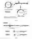 Fig. 02 - Expression system incorporating a capsid promoter sequence as an enhancer