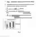 Fig. 04 - Expression system incorporating a capsid promoter sequence as an enhancer