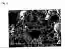 Fig. 04 - ANTIFUNGAL/ANTIBACTERIAL AGENT COMPRISING TWO-STEP BAKED SHELL POWDER
