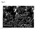 Fig. 06 - ANTIFUNGAL/ANTIBACTERIAL AGENT COMPRISING TWO-STEP BAKED SHELL POWDER