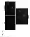 Fig. 08 - Erythrocytes differentiated in vitro from nanofiber expanded CD133+ cells