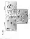 Fig. 09 - Erythrocytes differentiated in vitro from nanofiber expanded CD133+ cells