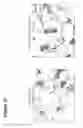 Fig. 43 - Erythrocytes differentiated in vitro from nanofiber expanded CD133+ cells