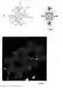 Fig. 02 - METHOD FOR GENERATING SUPRAMOLECULAR ROTARY DEVICES AND SUPRAMOLECULAR ROTARY SWITCH