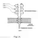 Fig. 02 - Method for producing human antibodies to a self physiological receptor by site-directed in vitro immunization of human lymphocytes