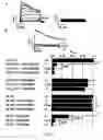 Fig. 08 - Compositions and methods for spinocerebellar ataxia