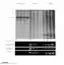 Fig. 16 - EXTRACTION OF BIOMOLECULAR COMPLEXES ASSISTED BY ALTERNATING HYDROSTATIC PRESSURE