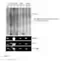 Fig. 17 - EXTRACTION OF BIOMOLECULAR COMPLEXES ASSISTED BY ALTERNATING HYDROSTATIC PRESSURE