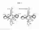 Fig. 03 - DNA sequences for the expression of alloproteins