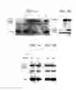 Fig. 05 - DNA sequences for the expression of alloproteins