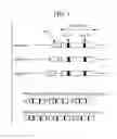 Fig. 08 - DNA sequences for the expression of alloproteins