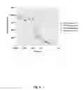 Fig. 07 - Methods and compositions for treating allergic diseases