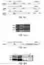 Fig. 02 - METHODS FOR TARGETING MODIFIED RAAV VECTORS TO MAMMALIAN CELLS