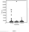 Fig. 02 - ISOLATED HUMAN AUTOANTIBODIES TO NATRIURETIC PEPTIDES AND METHODS AND KITS FOR DETECTING HUMAN AUTOANTIBODIES TO NATRIURETIC PEPTIDES
