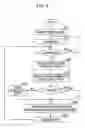 Fig. 04 - MBMS DATA TRANSMISSION AND RECEIVING IN PACKET BASED ON CELLULAR SYSTEM