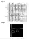 Fig. 10 - Oligonucleotide for Detection of Bacteria Associated with Sepsis and Microarrays and Method for Detection of the Bacteria Using the Oligonucleotide