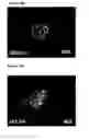 Fig. 06 - LUMINESCENT STEM CELLS AND USES THEREOF
