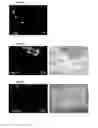 Fig. 22 - LUMINESCENT STEM CELLS AND USES THEREOF