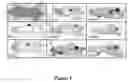 Fig. 02 - Modified cupredoxin derived peptides
